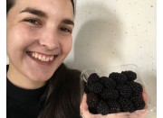 SPRAY FREE BLACKBERRIES 200 Gram Punnet Katikati Grown